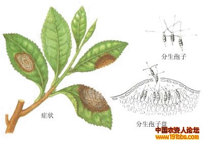 茶树轮斑病\茶树茶饼病