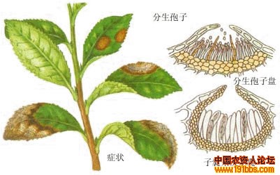 茶云纹叶枯病\茶藻斑病