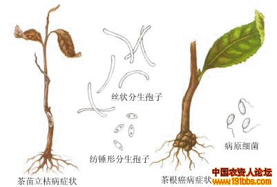 茶煤病茶赤叶斑病茶根癌病与茶苗立枯病比较茶红锈藻病