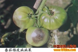 病虫草图 番茄病果  症状:番茄绵疫病,又称褐色腐败病,番茄掉蛋.