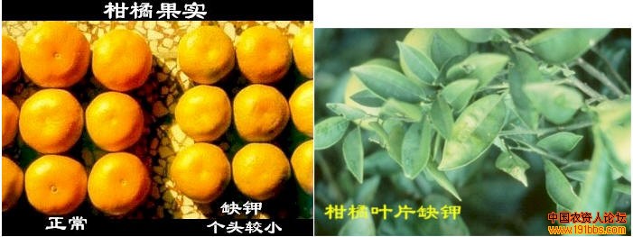 植保技术 柑橘诊断  柑橘需硼大,缺硼叶片黄化枯梢,"黄叶枯梢病",开始