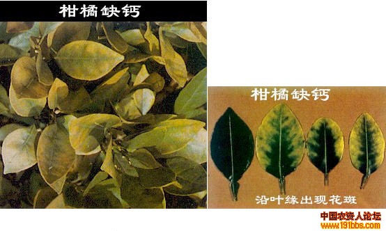 植保技术 柑橘诊断  柑橘缺磷新梢生长停止,小叶密生,叶上有坏死斑点