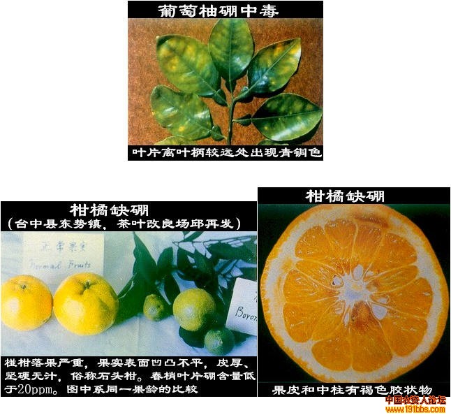 柑橘诊断