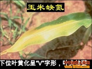 玉米缺素症图谱