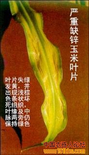 玉米缺素症图谱
