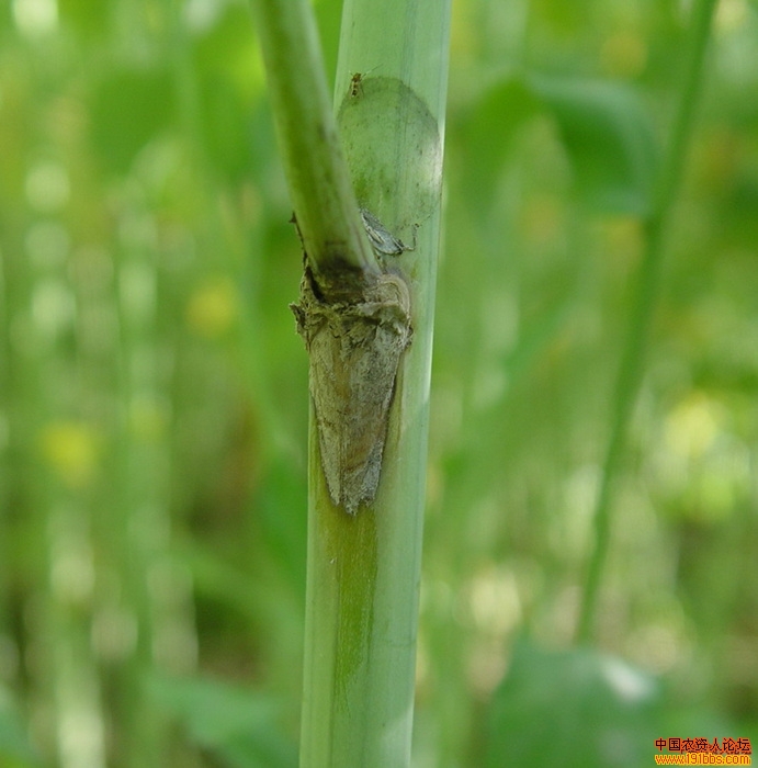 油菜菌核病图片