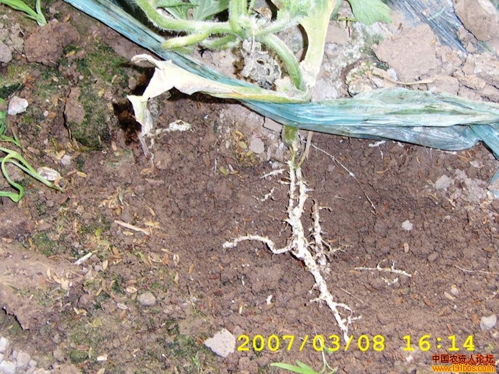 大棚西瓜定植20天发生根结线虫实拍