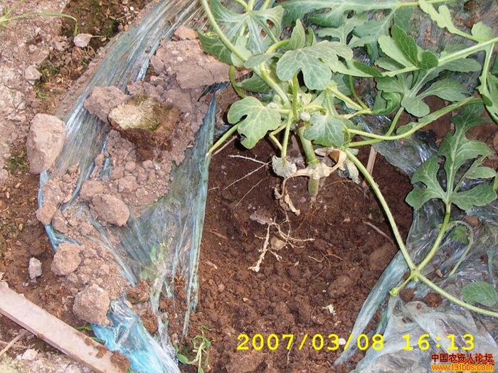 大棚西瓜定植20天发生根结线虫实拍