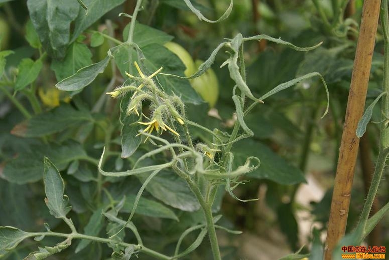 大棚蕃茄使用高浓度防落素后药害症状