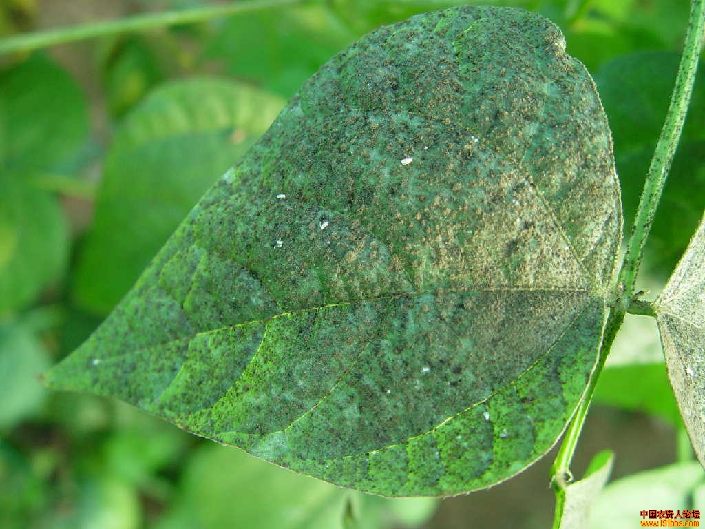 菜豆病害全攻略(图谱)