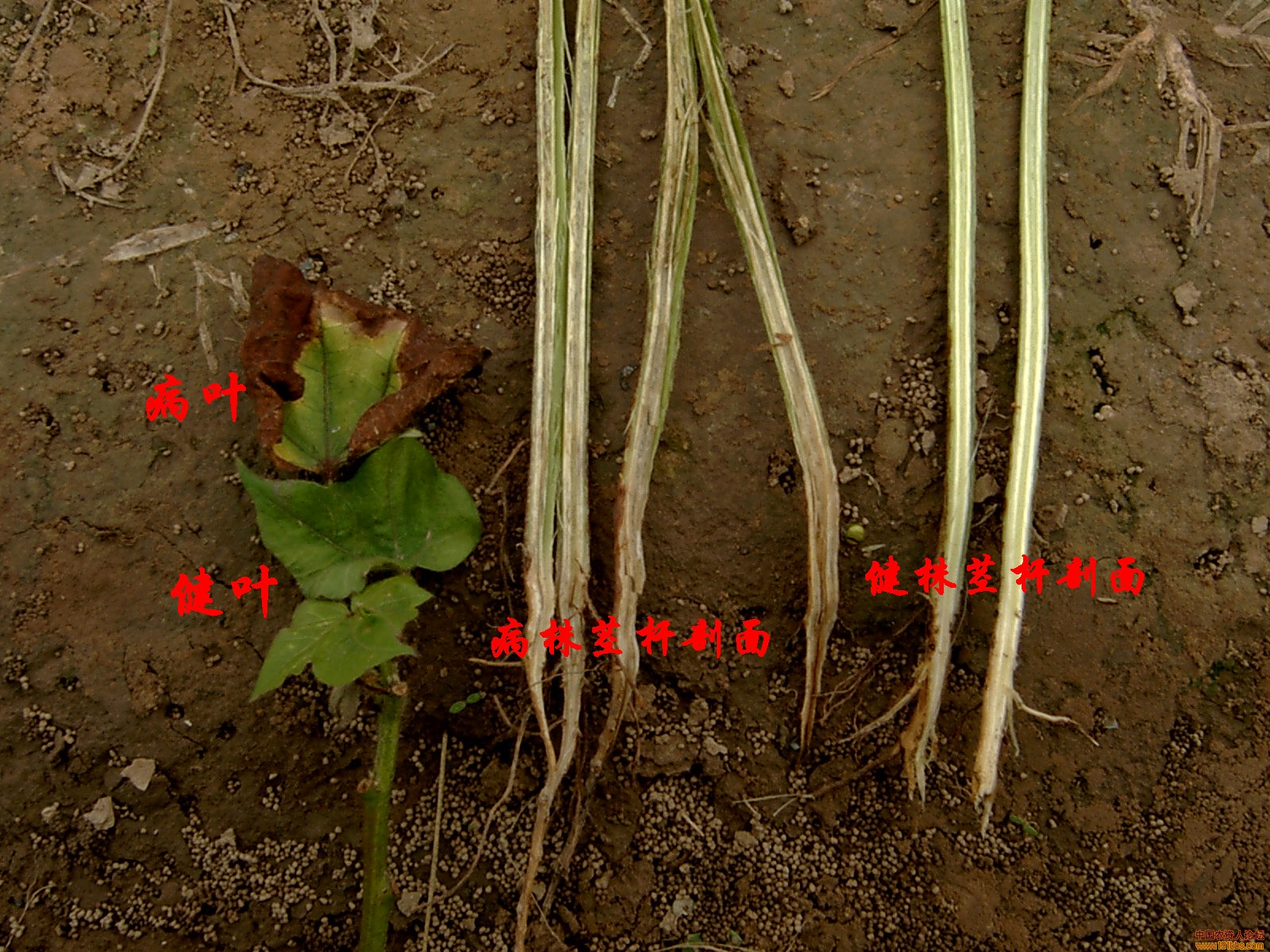 求棉花枯黄萎高清图片