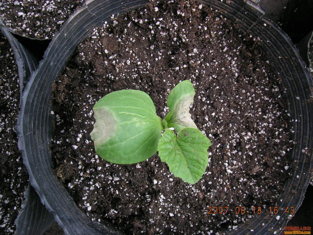 南瓜的种植方法和时间 - 花百科