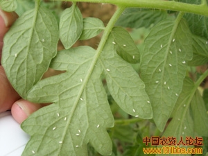 寿光的白粉虱今年发生严重,从我亲自拍的图片可见一斑