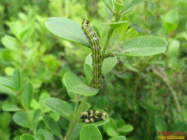 黄杨绢野螟——北方呈加重发生趋势的绿化植物害虫