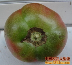 西红柿缺钾果实自拍