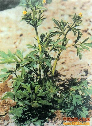 杂草识别原色图谱大全(汇集全国各地常见的杂草,以方便大家对照查阅)