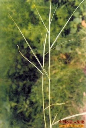 牛鞭草,又名:脱节草,禾本科