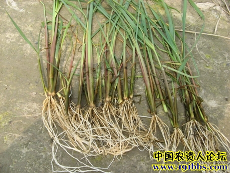 淮安市水稻田 恶性杂草之一—稗草(其中生理小种)