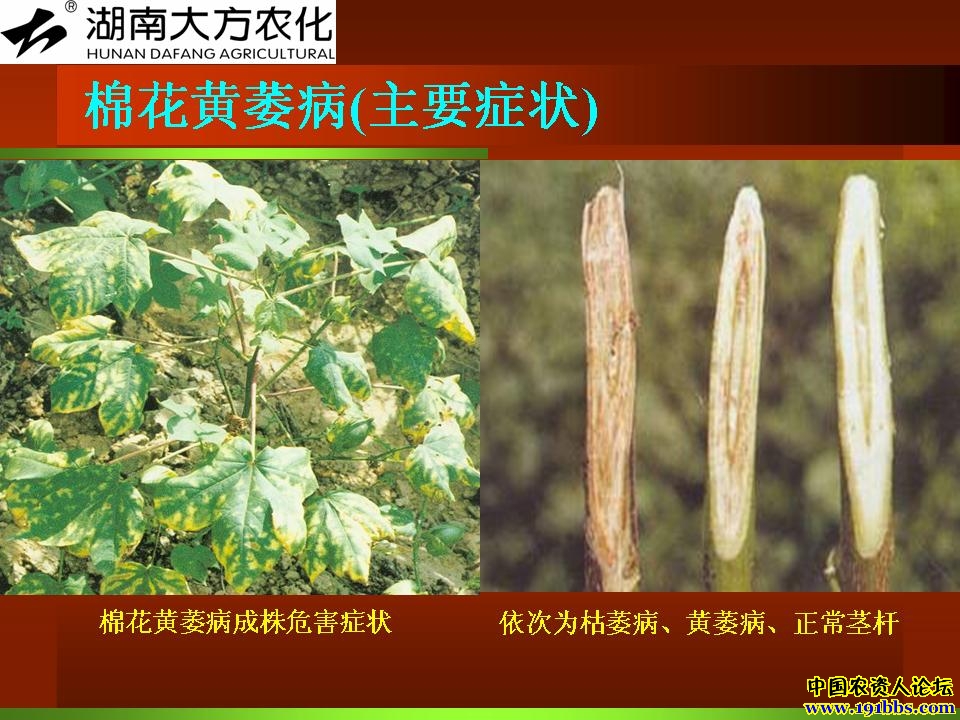 棉花枯黄萎病与红叶茎枯病的典型特征与区别