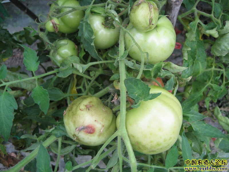 发上一组清晰的蕃茄常见病害图片