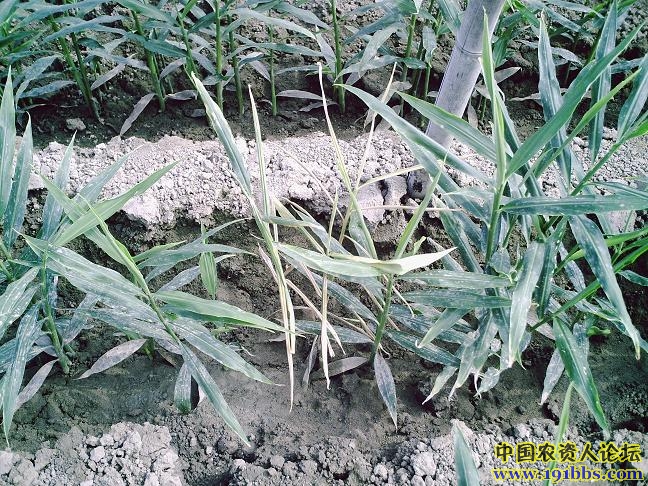 [生姜]是生姜腐烂病吗