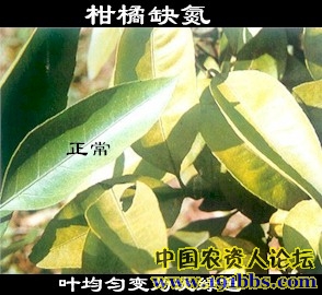 柑橘缺氮叶片发黄,叶均匀变为淡绿色,伴随着氮从叶片中转移出去维持新