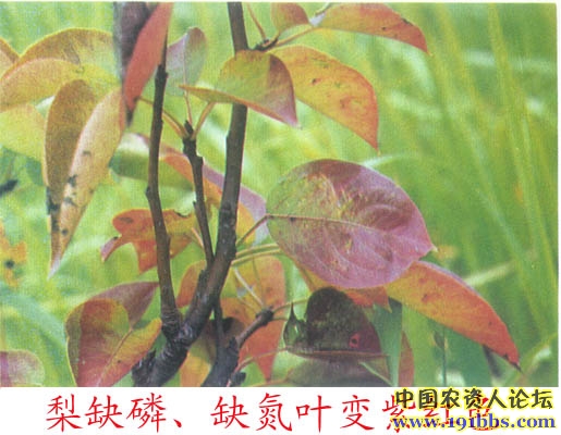 梨树缺素症图片