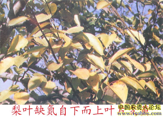 梨树缺素症图片