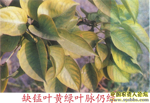 梨树缺素症图片