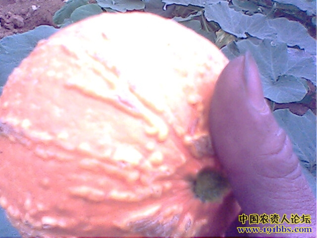 63_30016_73c2cb69c657499.jpg?105