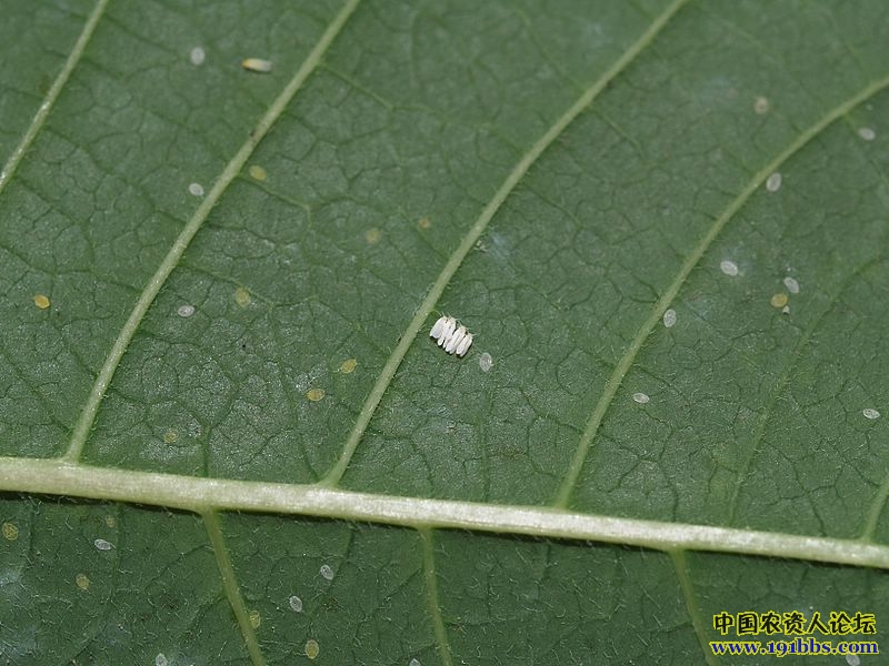 超清晰白粉虱图片