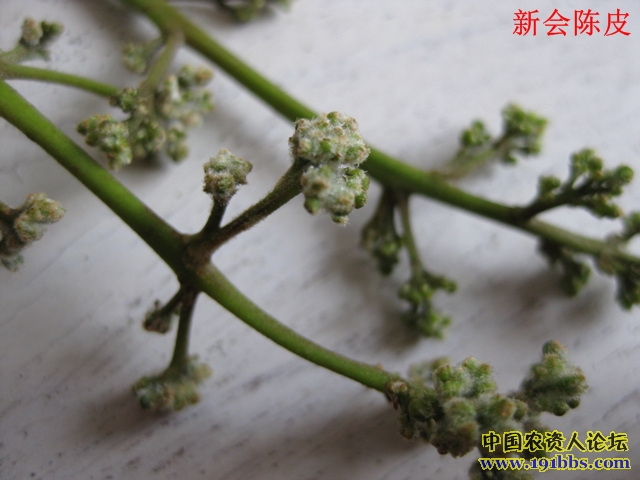 荔枝毛毡病清晰图[多图]