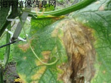 冬季瓜菜病虫害发生及防治——黄瓜(一)