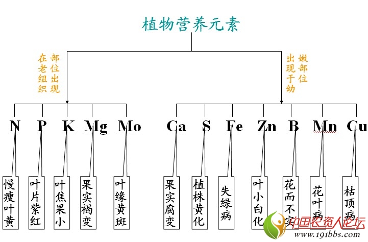 猕猴桃缺素症图谱分享_猕猴桃缺素症图谱图片
