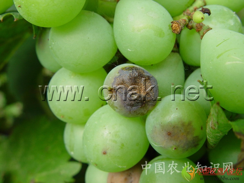 简 介 英文名 Grape downy milde 病原 葡萄生单轴霉Plaamopara viticola(Berk.& Curt.)Berl.& de Toni,属鞭毛菌亚门。 寄主 葡萄等。 危害 是一种世界性的葡萄病害,我国葡萄的主要病害。生长早期发病可使新梢、花穗枯死;中、后期发病可引起早期落叶或大面积枯斑而严重削弱树势,影响下一年产量。病害引起新梢生长低劣、不充实、易受冻害,引起越冬芽枯死。 分布 各葡萄产区。 详 细 资 料 为害症状