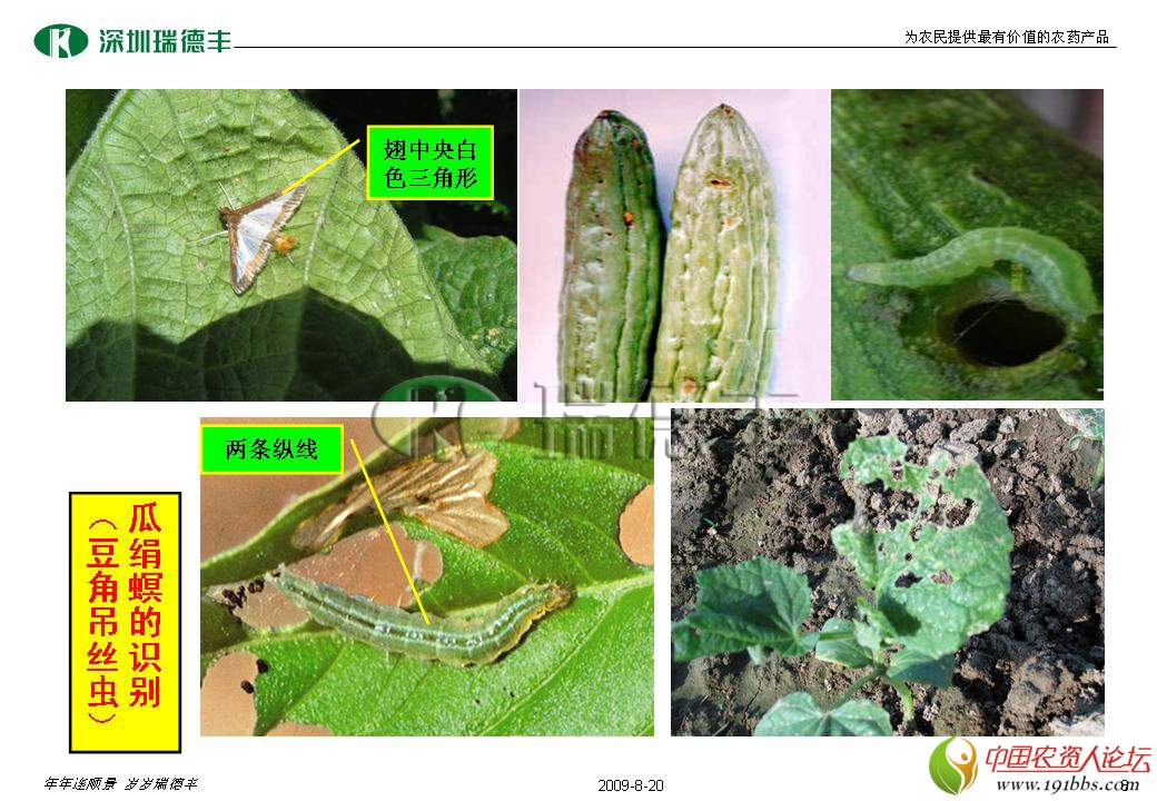 蔬菜常见鳞翅目害虫识别图