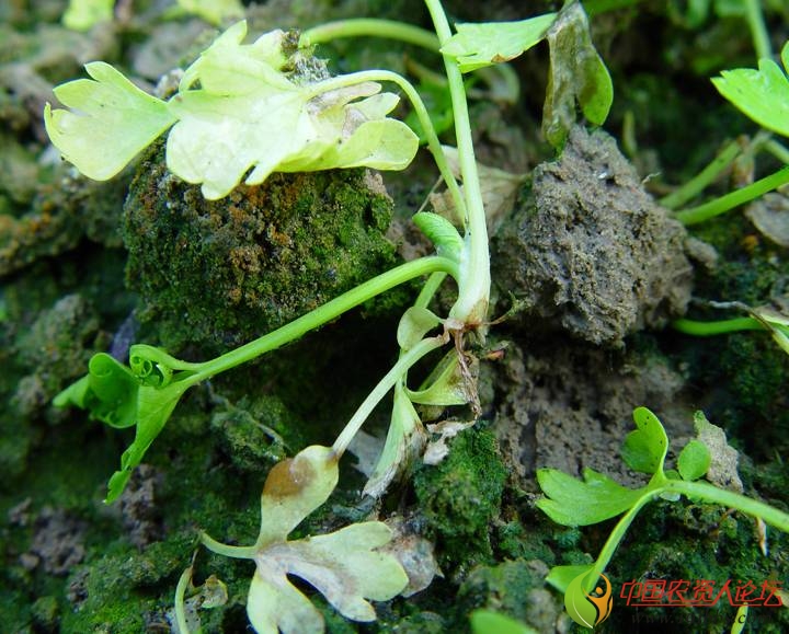 芹菜黑腐病 根部 图片简介:主要危害根茎部和叶柄基部,多在近地面处