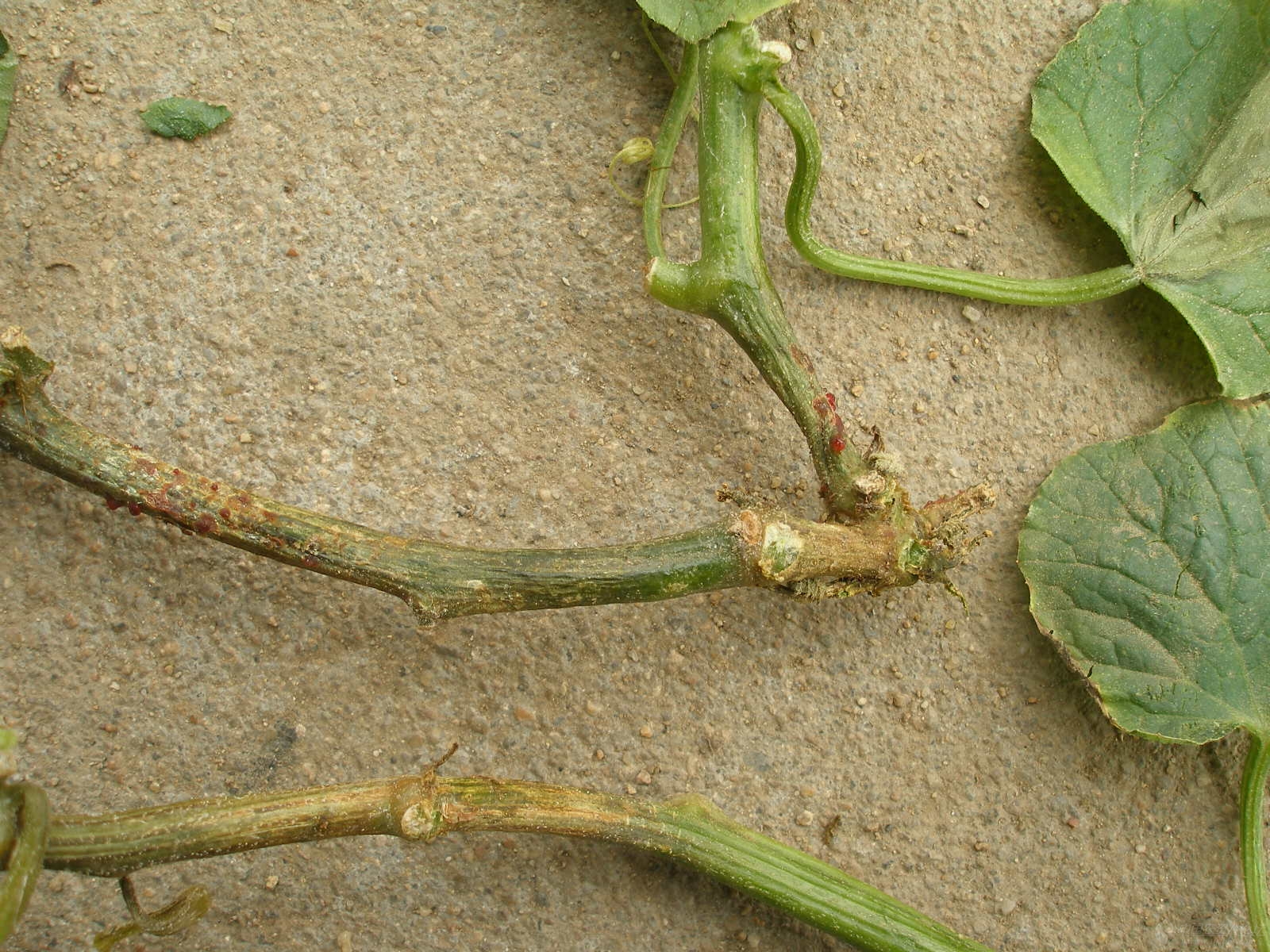 黄瓜疫病,西葫芦疫病,甜瓜疫病 图片大家分享