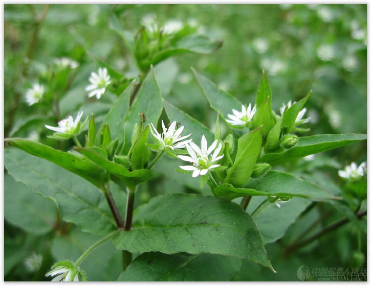 求助——秧田鹅儿肠(繁缕)的防治