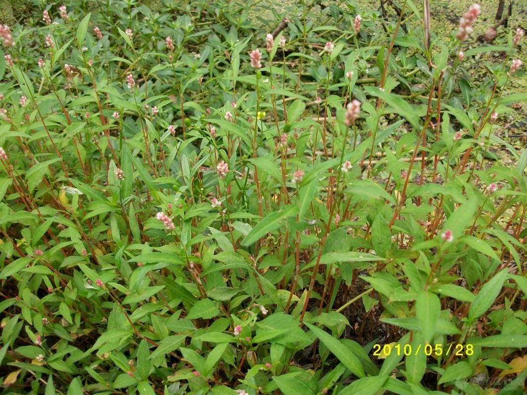 科学网—20230305——通奶草（Euphorbia hypericifolia L.） - 栗茂腾的博文