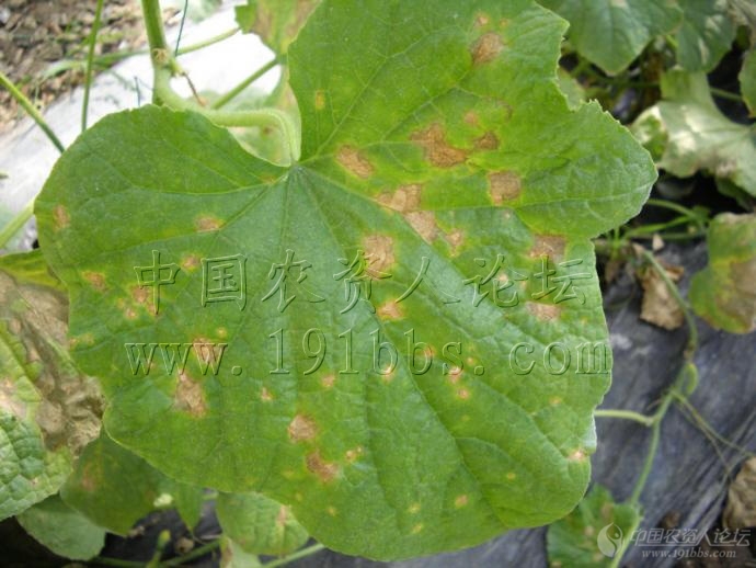 黄瓜靶斑病!(新出炉)