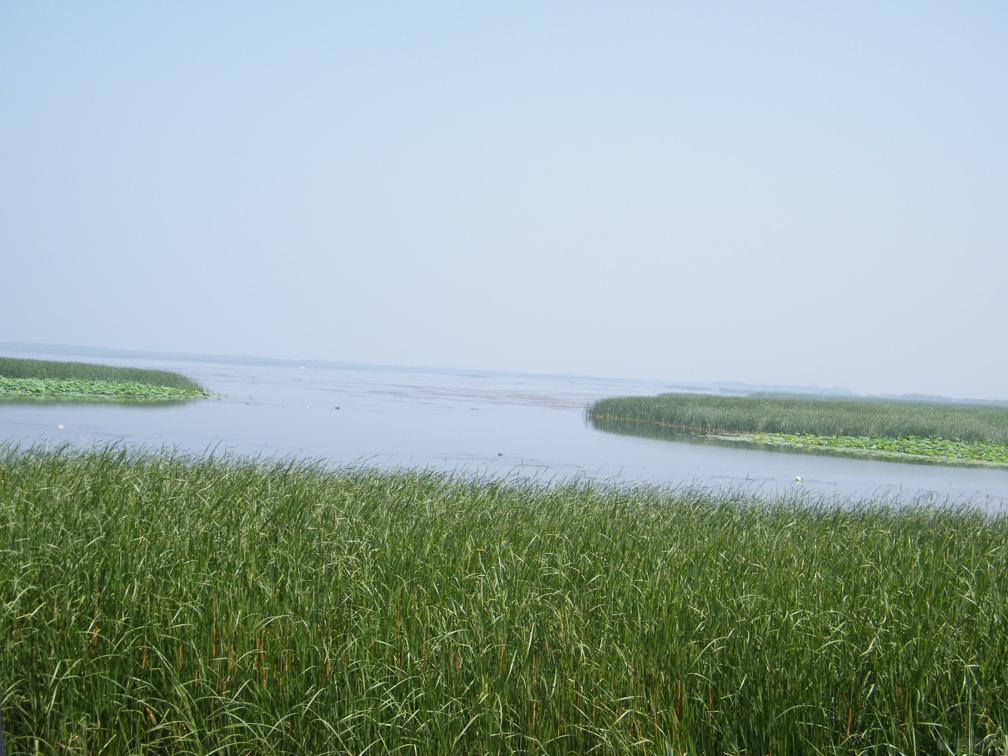 夏日衡水湖