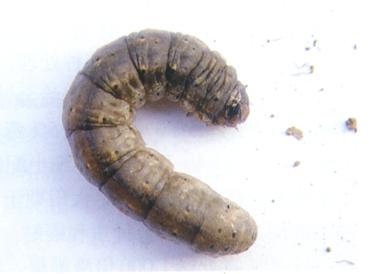 小地老虎成虫