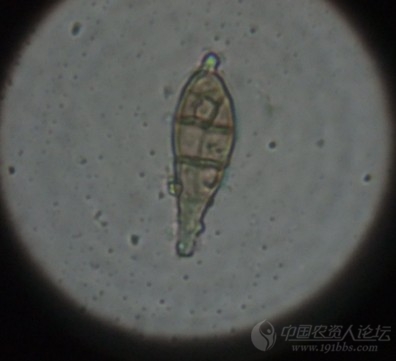 实拍水稻稻瘟病孢子