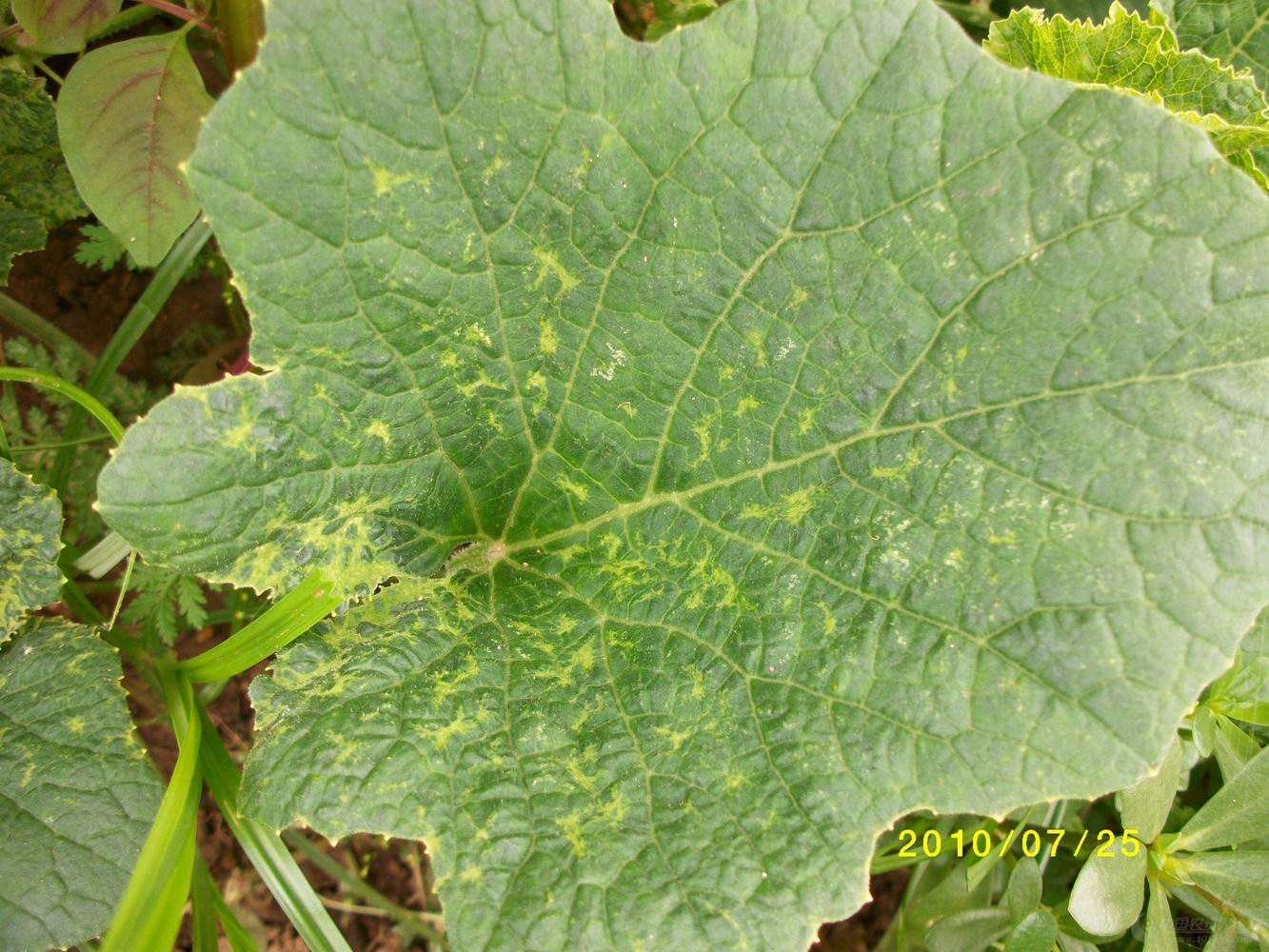 甜瓜病毒病(附图)
