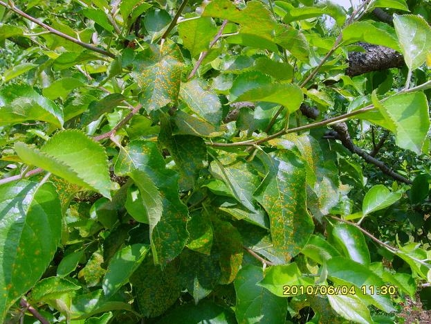 6月4日在烟台栖霞拍的苹果赤星病图片,请大家观看