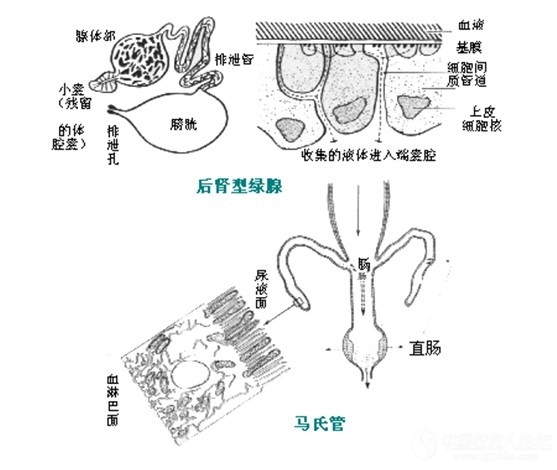 棉蝗资料