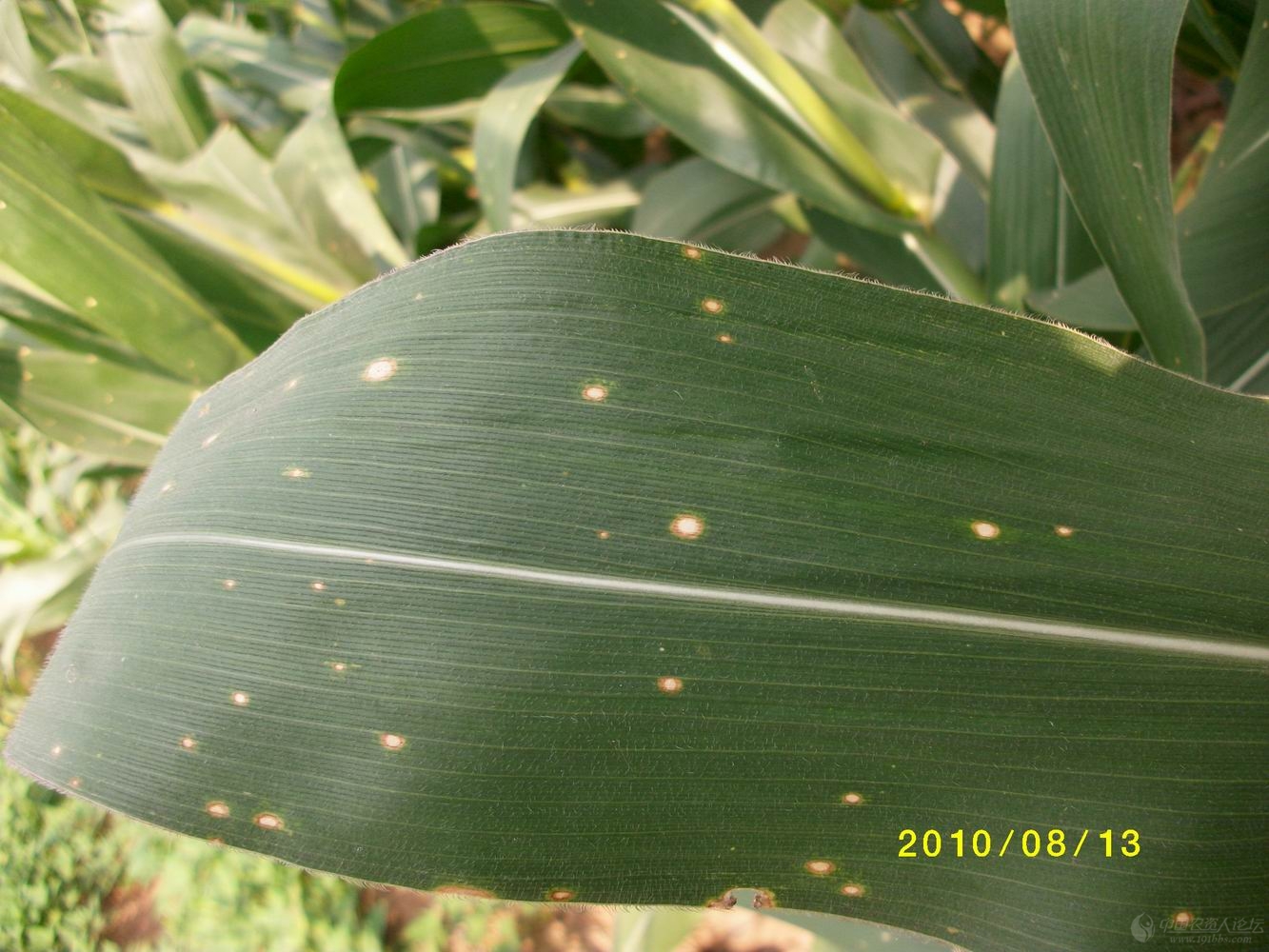 一、玉米弯孢霉叶斑病-病虫害图谱-图片