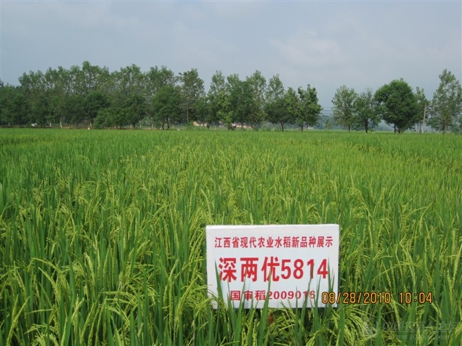 说说深两优5814