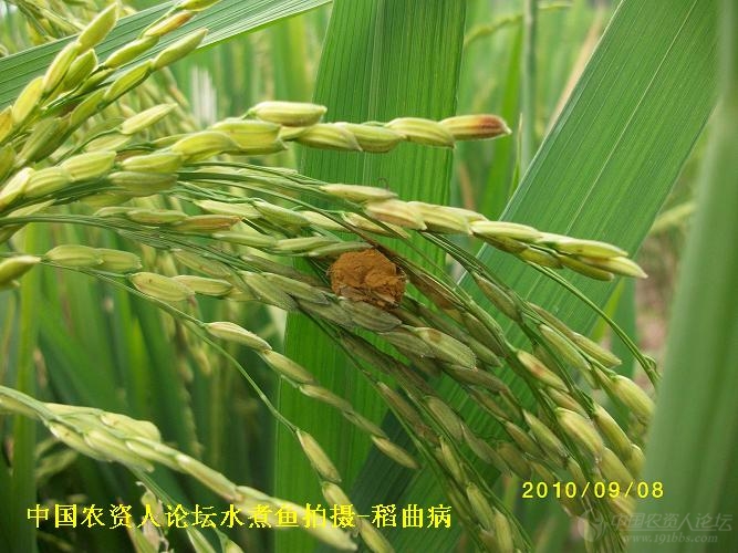 水稻稻曲病(附图)